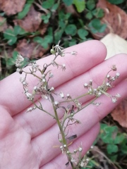 Erigeron canadensis