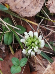 Trifolium repens