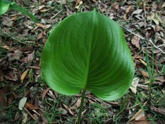 Proiphys amboinensis