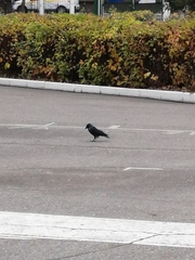 Corvus monedula