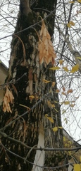 Acer negundo