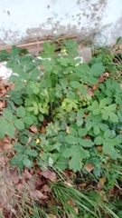 Chelidonium majus