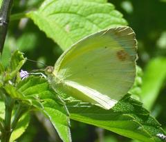 Pyrisitia dina
