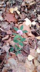 Trifolium pratense