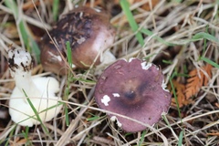 Russula occidentalis