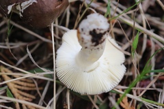 Russula occidentalis
