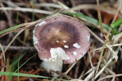 Russula occidentalis