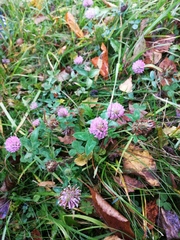 Trifolium pratense