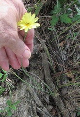 Pyrrhopappus pauciflorus