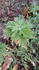 Artemisia vulgaris