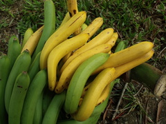 Musa banksii