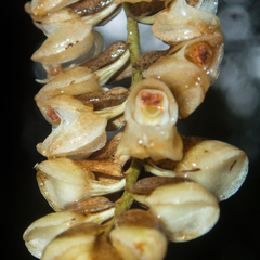 Pholidota imbricata
