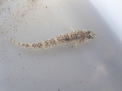 Favonigobius exquisitus