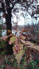 Quercus robur