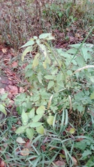 Urtica dioica