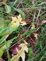 Geranium sibiricum
