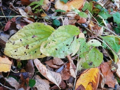 Plantago major