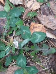 Trifolium pratense