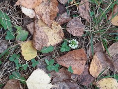 Trifolium repens