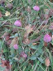 Trifolium pratense