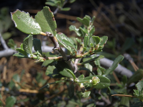 Carson Range buckbrush (Ceanothus ×)