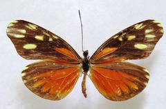 Dismorphia eunoe desine