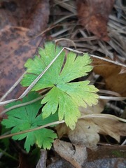 Geranium