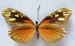 Dismorphia eunoe desine