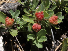 Ceanothus prostratus prostratus