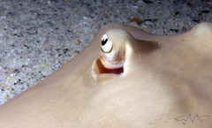 Trygonoptera testacea