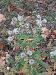 Asteraceae