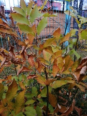 Fraxinus pennsylvanica