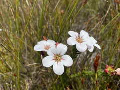 Adenandra uniflora