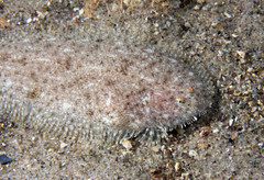 Aseraggodes lenisquamis