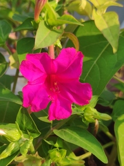 Mirabilis jalapa