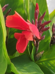 Canna indica
