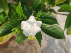 Tabernaemontana divaricata