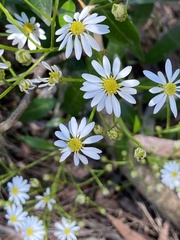 Olearia tomentosa