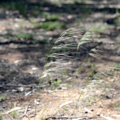 Austrostipa scabra