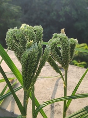 Eleusine coracana