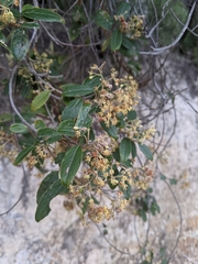 Pomaderris pilifera