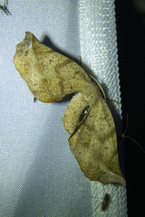 Parepisparis excusata