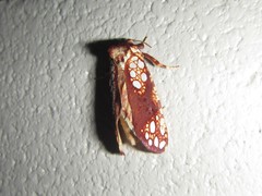 Dudgeonea actinias