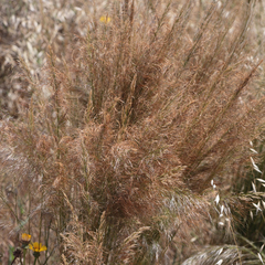 Austrostipa nitida