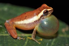 Variable Bush Frog photo 3