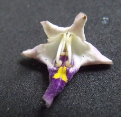 Gmelina fasciculiflora