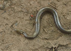 Dieurostus dussumieri