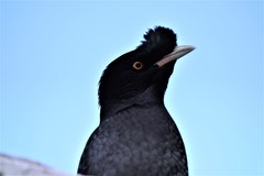Crested Myna photo 4