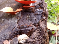 Platerodrilus ruficollis