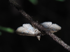 Diasemia